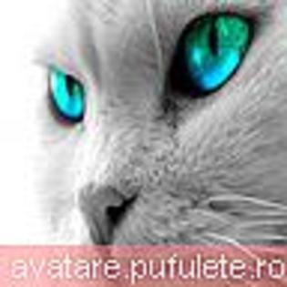 animale_0193 - avatare animale