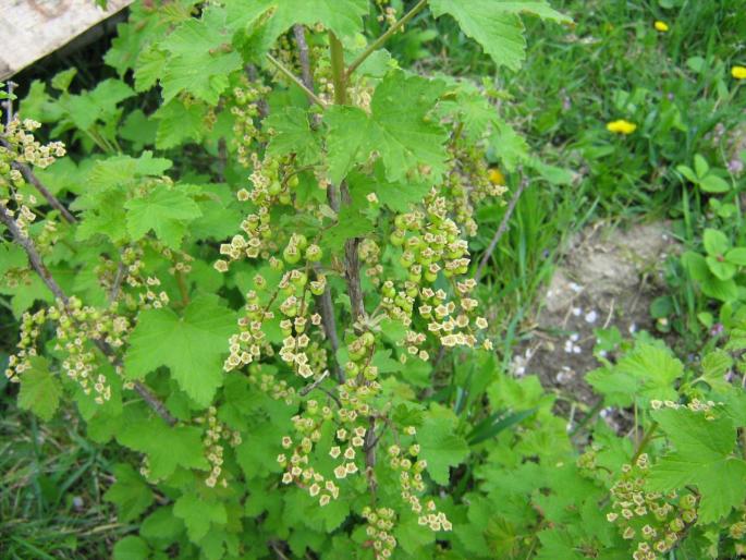 coacaz rosu - flori de gradina