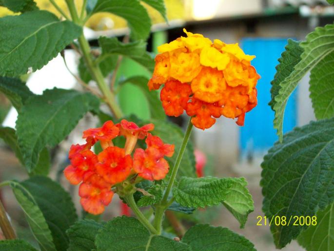 100_0045; lantana
