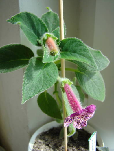 Kohleria Ampallang 10 - Kohleria Ampallang 2009