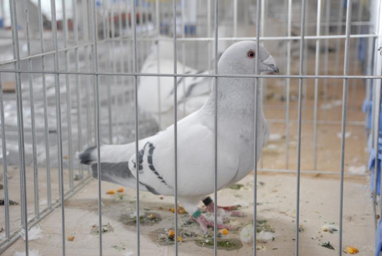 DSC_4157 - Campioni Expo TM1