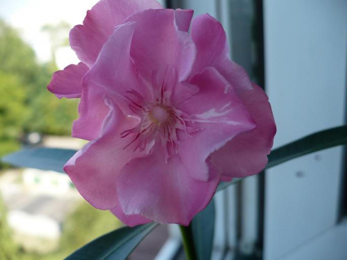 leandru roz Splendissimum Pink