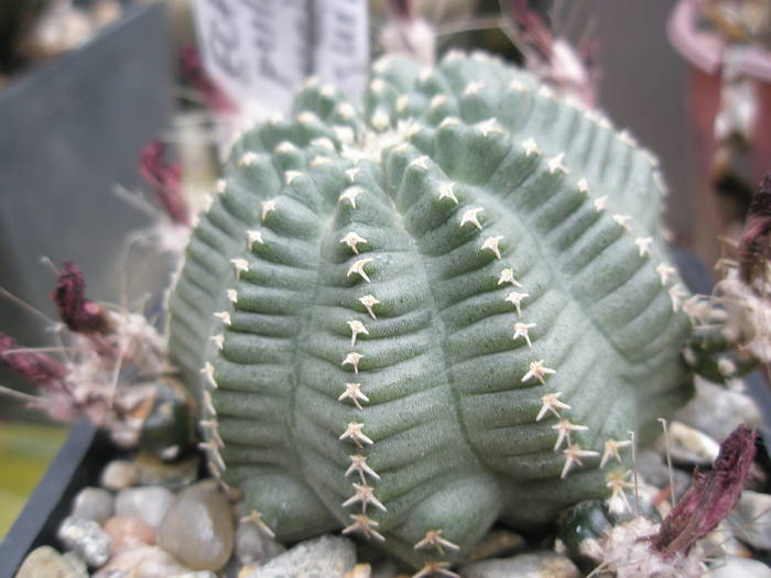 Echinocereus pulchellus ssp. sharpii - plantele lui George Nitu