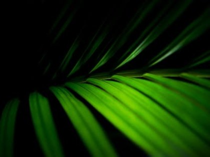 Magic Green Leaves (2) - poze vista