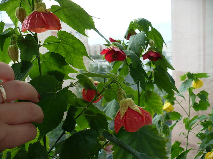 P1140771 - ABUTILONI