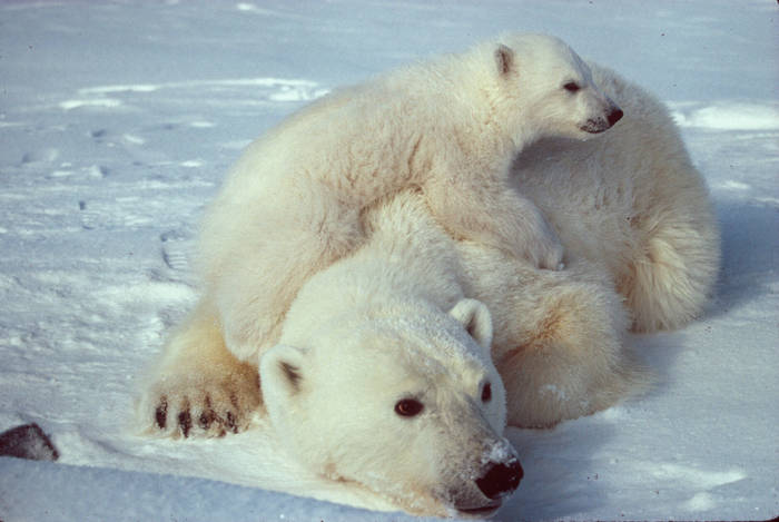 BEARS  POLAR - Polar BEARS