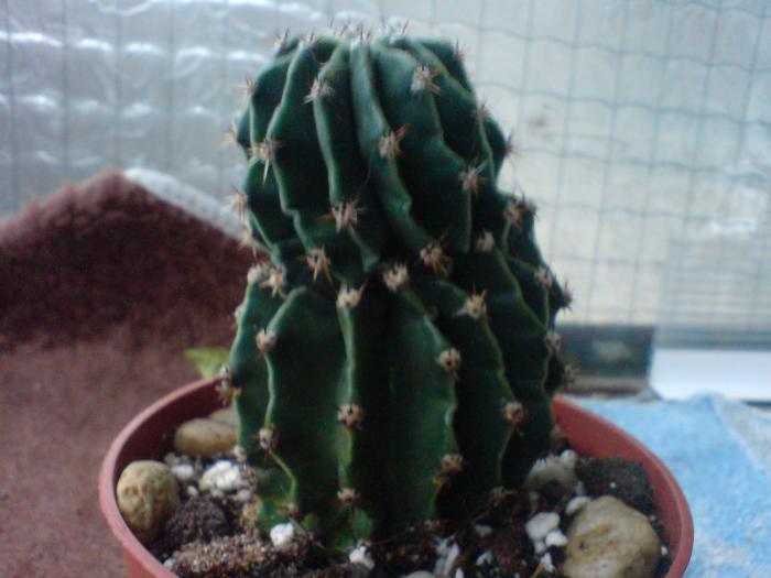 Cactus convalescent