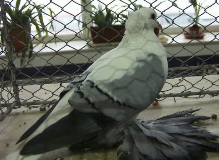 swallow blue white bars crested 2