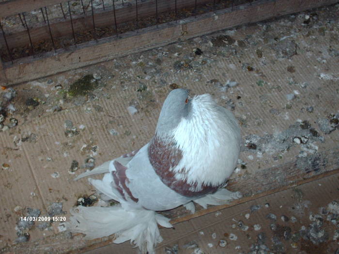 HPIM1704 - 6-gusati de pomerania-2009