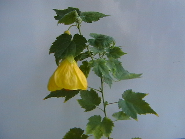 IMGA0004 - abutilon 2009