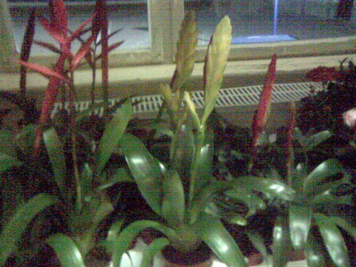 Imag018 - P- Expo Flora Turda