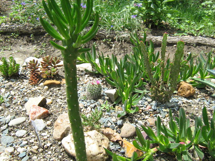 IMG_8647 - Cactusi la mosie 27 iunie 2009