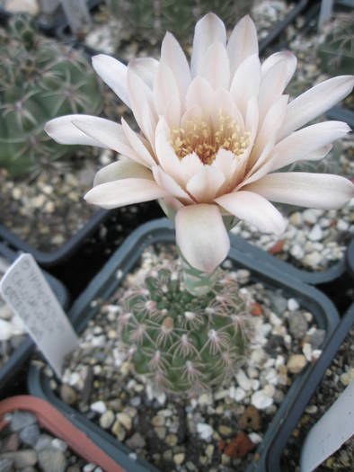 Gymnoclycium calochlorum - 3.07