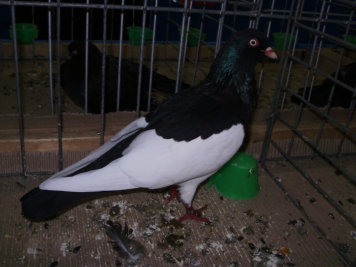 10478 german magpie tbl 1 - 1507 partea 6a