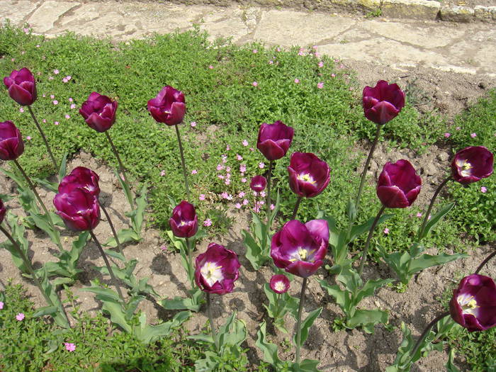 247 - Balchik 20 aprilie 2009