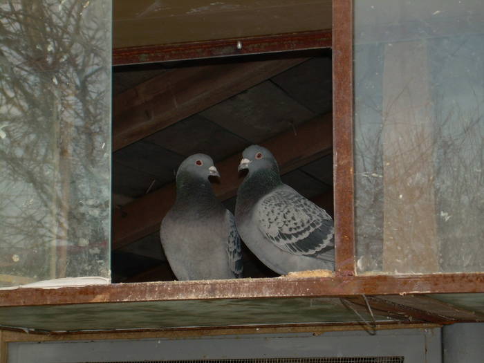 15.03.2009 016; porumbei 2008
