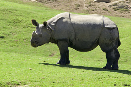 Rinocerul cu un singur corn - Salvati animalele pe cale de disparitie