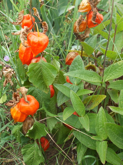 physalis - gradina