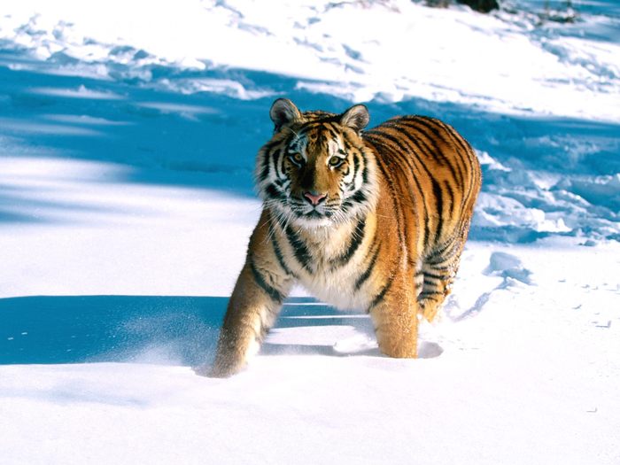 Majestic Grace, Siberian Tiger - Animale