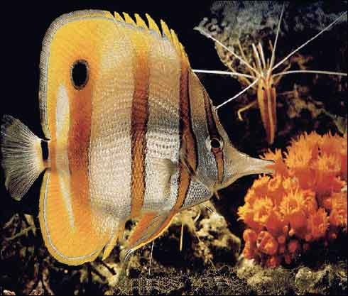 butterfly_fish[1] - pesti
