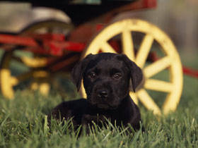 PUP05RK004805 - poze catei