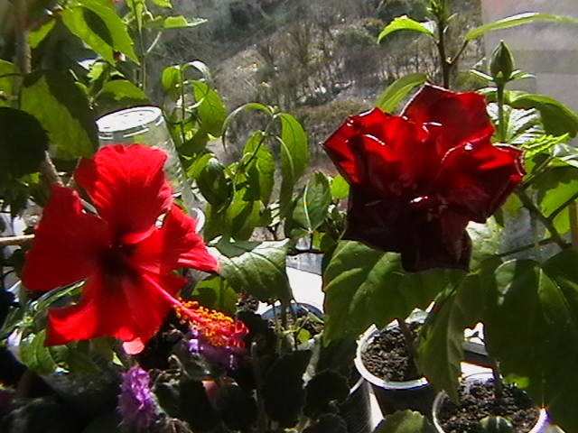 20.03 - hibiscus 2009