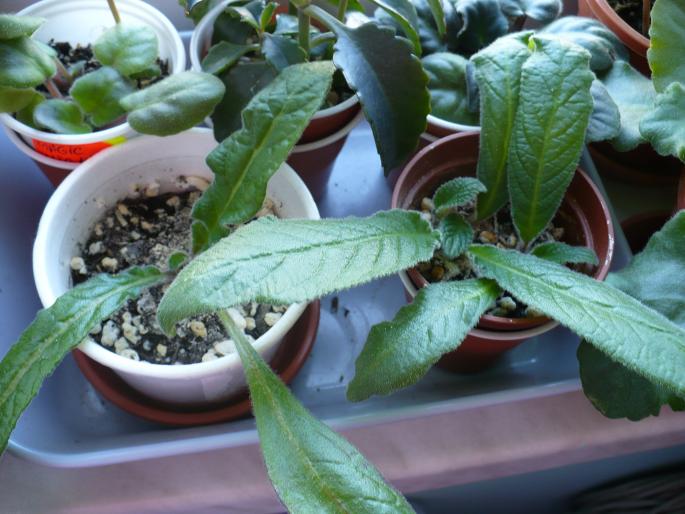 Streptocarpusi din seminte