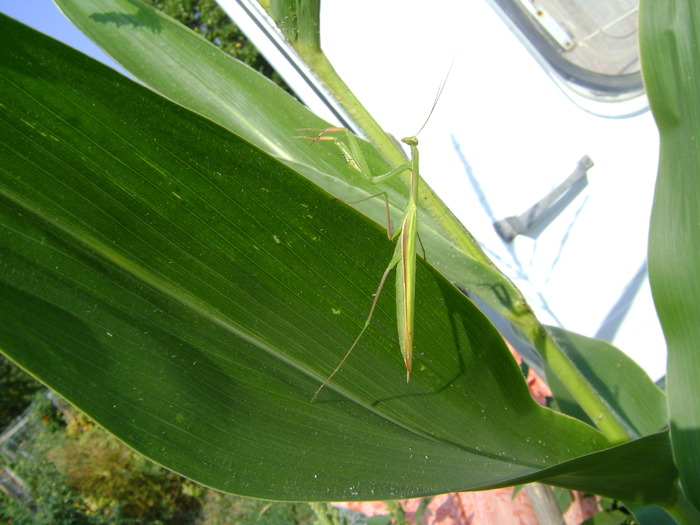 DSC02884 - fluturi si alte  insecte