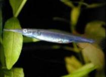 Dermogenys%20pusillus