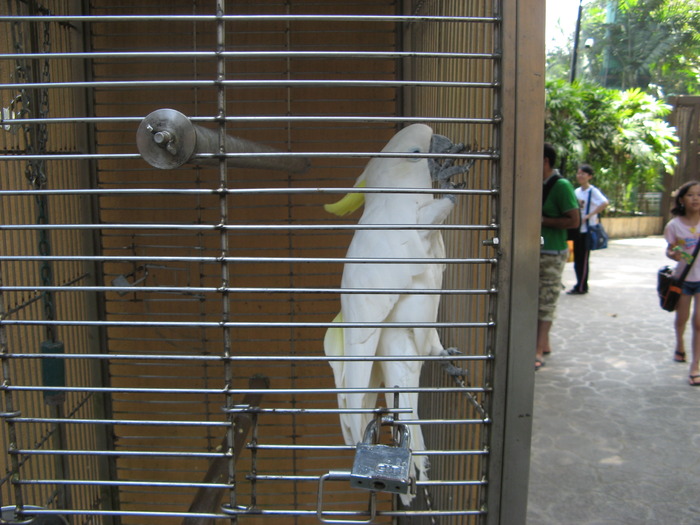 Kakadu