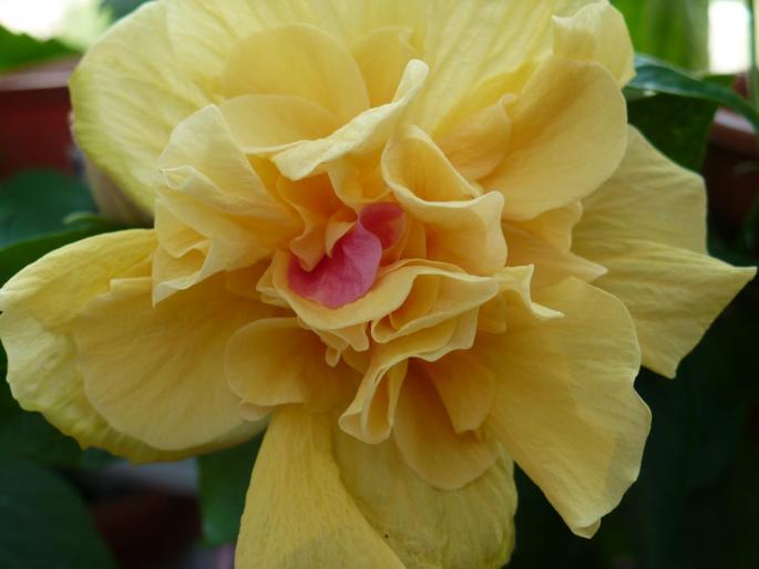 Classic Abricot - Hibiscusi