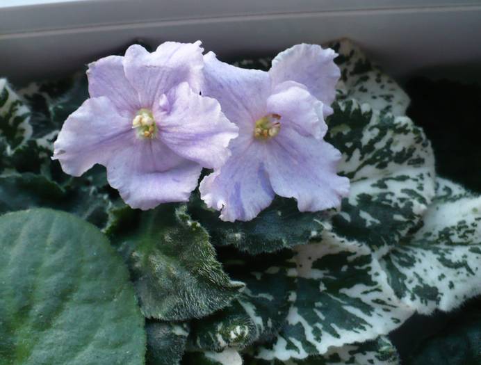 Pretty Miss Kelly - Saintpaulia - violete de camera