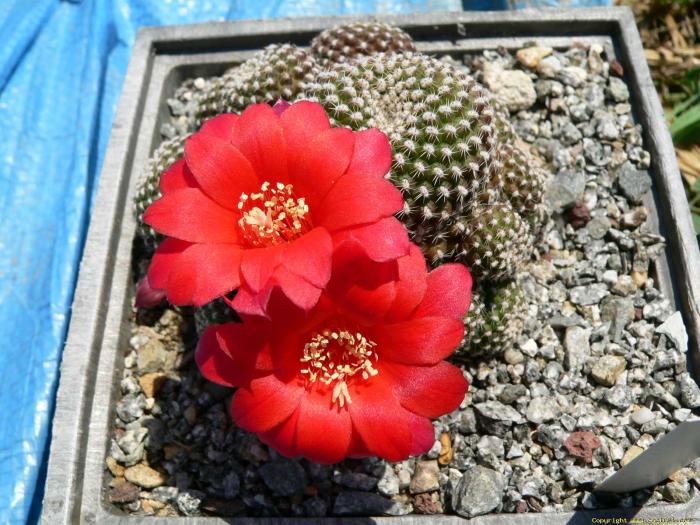 rebutia_krainziana4