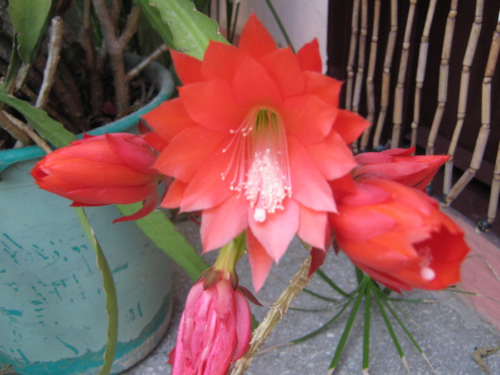 schlumbergera gaertneri - Plante de interior