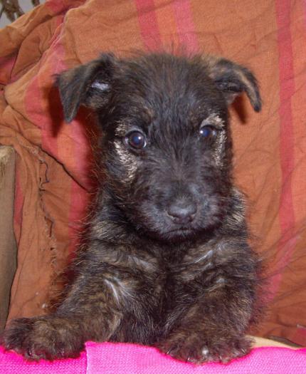 Cairn Terrier - animale aduse pe comanda