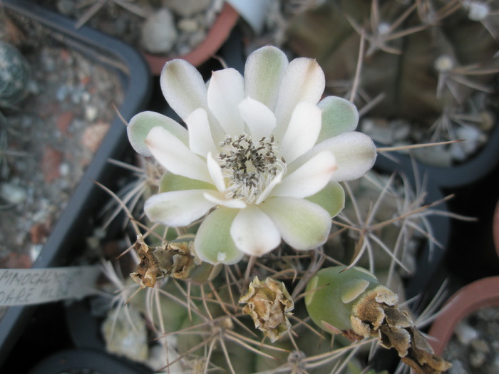 Gymnocalycium cu flori albe - 05.09