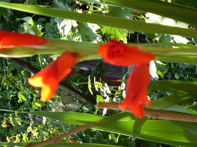 P8010098 - gladiole 2008-2009