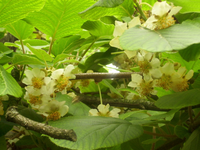 DSCI1263 - flori de kiwi