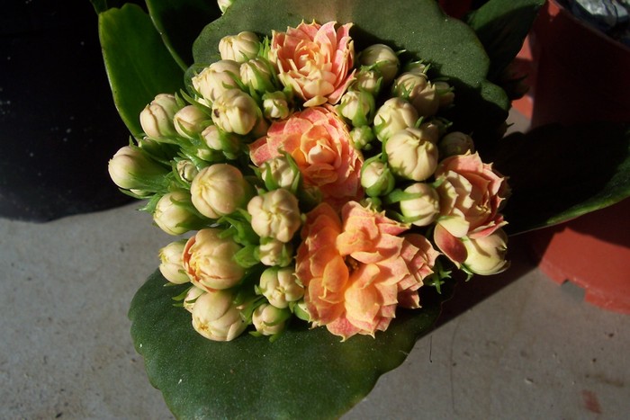 Kalanchoe blosfeldiana - Suculente