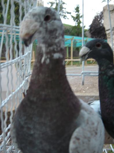 DEUTSCHE SCHAUTAUBEN PORUMBEL GERMAN DE EXPOZITIE VOIAJOR GERMAN DE FRUMUSETE BEAUTY GERMAN PIGEON; DEUTSCHE SCHAUTAUBEN PORUMBEL GERMAN DE EXPOZITIE VOIAJOR GERMAN DE FRUMUSETE BEAUTY GERMAN PIGEON
