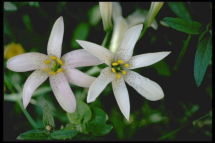Lilium_rubescens_edit - Flori de lilyum