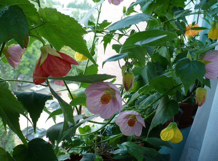 P1130459 - ABUTILONI