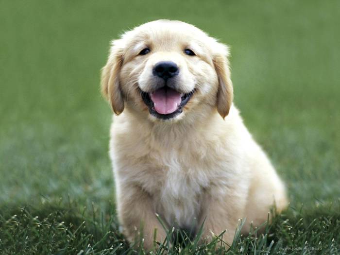 sweet-golden-dog_12 - ANIMALSS PLANET 3