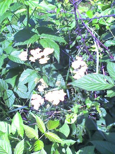 Flori de coada soricelului intre zmeuris 05 iulie 2009 - Flori in livada paradisiaca si zona
