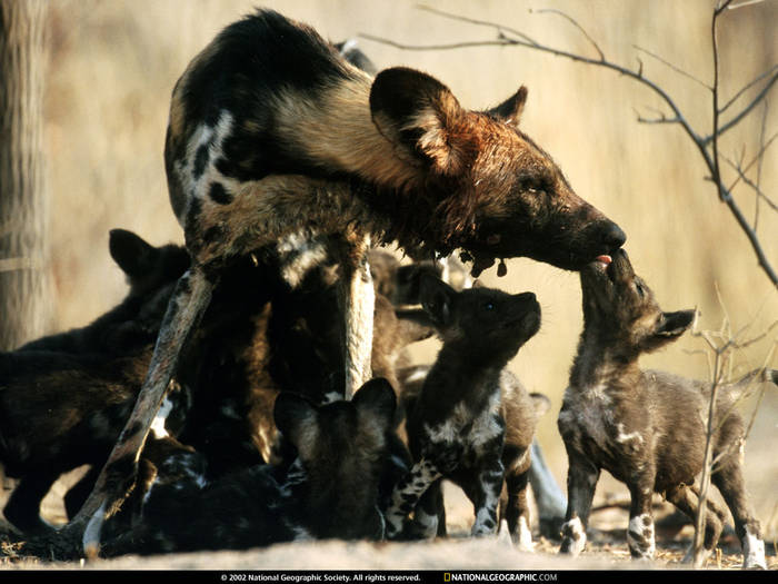 National Geographic Wallpapers 029 - PEISAJE