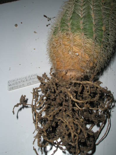 Echinocereus websterianus