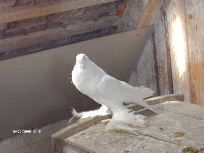 HPIM1760 - 6-gusati de pomerania-2009