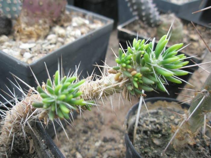 P6010144 - plantele lui George Nitu