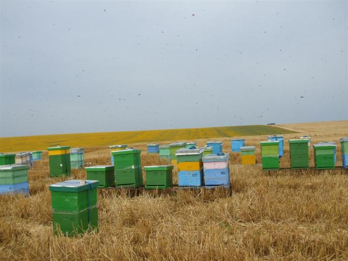 DSCF0516 (Large) - stupina  incepand cu 2008