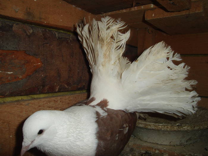 171 - D Porumbei Voltati Vechi